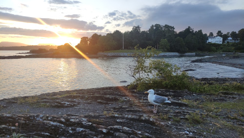 Möwe
